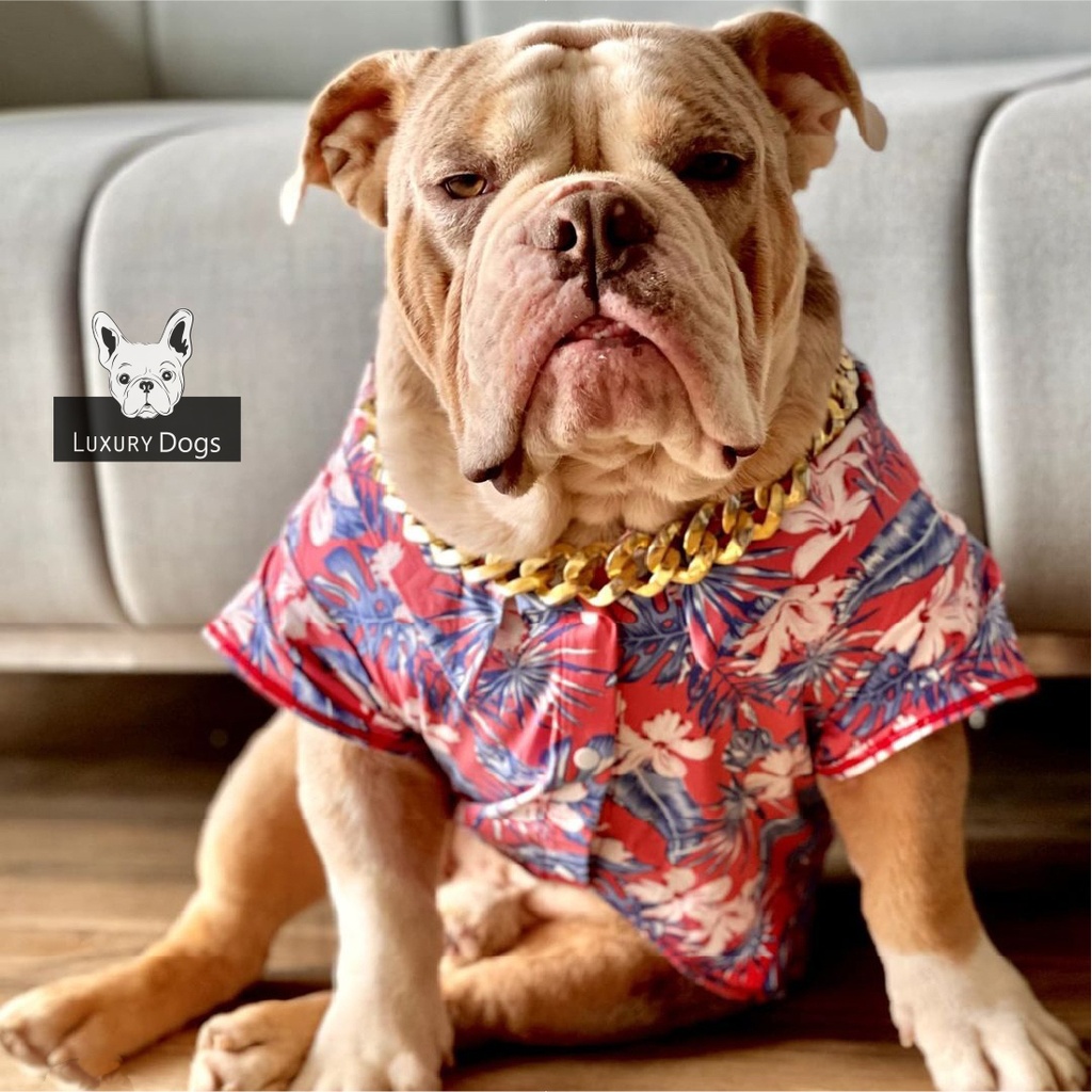 suerte Asombro Secretar CAMISA HAWAIANA LUXURY DOGS | Luxury Dogs
