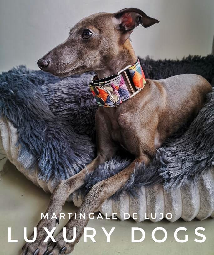 COLLAR MARTINGALE DE LUJO